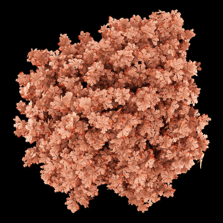 top view of red oak tree isolated on black background. 3d illustrationの写真素材