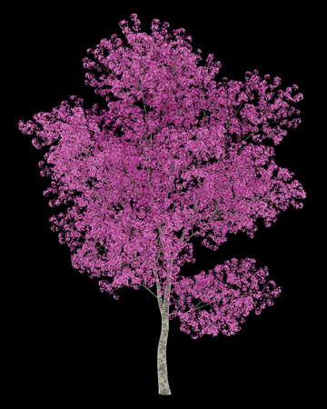 red lapacho tree isolated on black background. 3d illustrationの写真素材