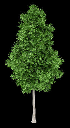 ginkgo tree isolated on black background. 3d illustrationの写真素材