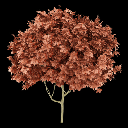 red oak tree isolated on black background. 3d illustrationの写真素材