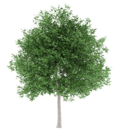 tulip tree isolated on white background. 3d illustrationの写真素材