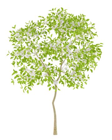 flowering pear tree isolated on white background. 3d illustrationの写真素材
