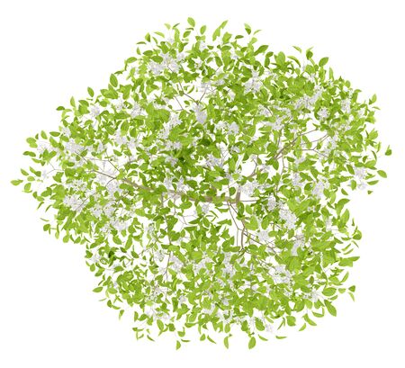 top view of flowering pear tree isolated on white background. 3d illustrationの写真素材