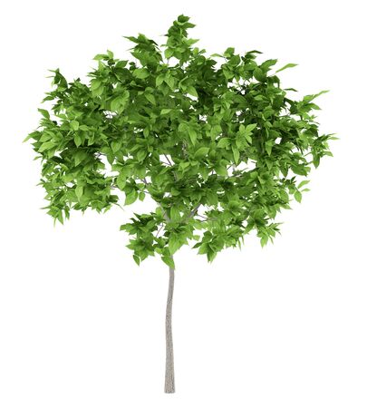 plum tree isolated on white background. 3d illustrationの写真素材