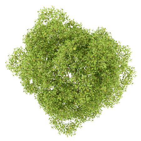 top view of pear tree with pears isolated on white background. 3d illustrationの写真素材