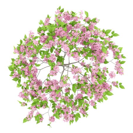 top view of flowering plum tree isolated on white background. 3d illustrationの写真素材