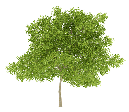pear tree isolated on white background. 3d illustrationの写真素材