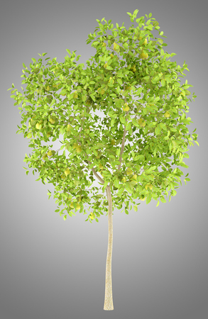 pear tree with pears isolated on gray background. 3d illustrationの写真素材