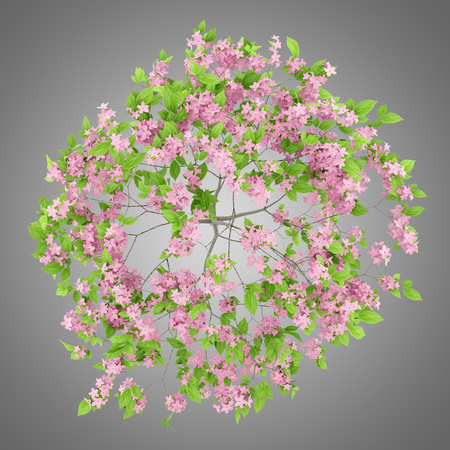 top view of flowering plum tree isolated on gray background. 3d illustrationの写真素材