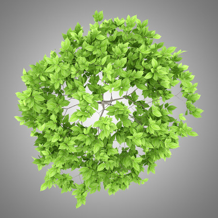 top view of plum tree isolated on gray background. 3d illustrationの写真素材