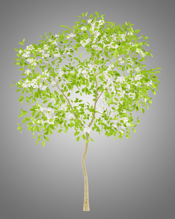 flowering pear tree isolated on gray background. 3d illustrationの写真素材