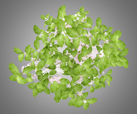 top view of flowering apple tree isolated on gray background. 3d illustrationの写真素材