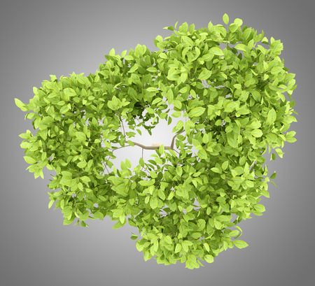 top view of pear tree isolated on gray background. 3d illustrationの写真素材