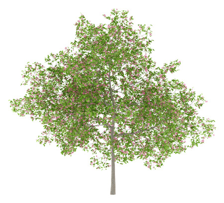 flowering plum tree isolated on white background. 3d illustrationの写真素材