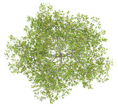 top view of plum tree with plums isolated on white background. 3d illustrationの写真素材