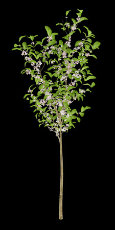 flowering apple tree isolated on black background. 3d illustrationの写真素材