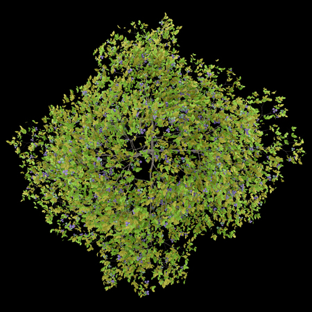 top view of plum tree with plums isolated on black background. 3d illustrationの写真素材