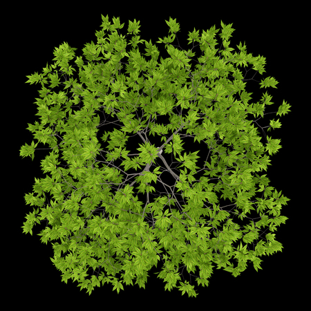 top view of cherry tree isolated on black background. 3d illustrationの写真素材
