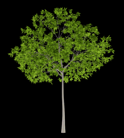 cherry tree isolated on black background. 3d illustrationの写真素材