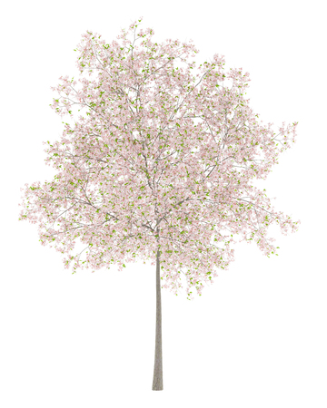 flowering cherry tree isolated on white background. 3d illustrationの写真素材