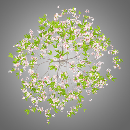 top view of flowering cherry tree isolated on gray background. 3d illustrationの写真素材