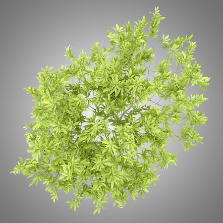 top view of peach tree isolated on gray background. 3d illustrationの写真素材