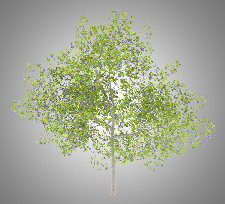 plum tree with plums isolated on gray background. 3d illustrationの写真素材