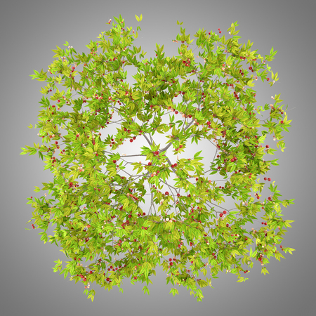 top view of cherry tree with cherries isolated on gray background. 3d illustrationの写真素材
