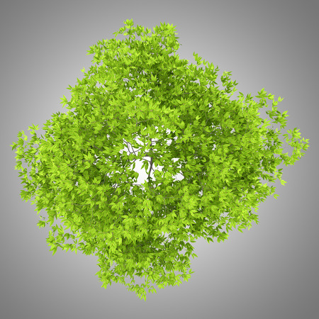 top view of cherry tree isolated on gray background. 3d illustrationの写真素材