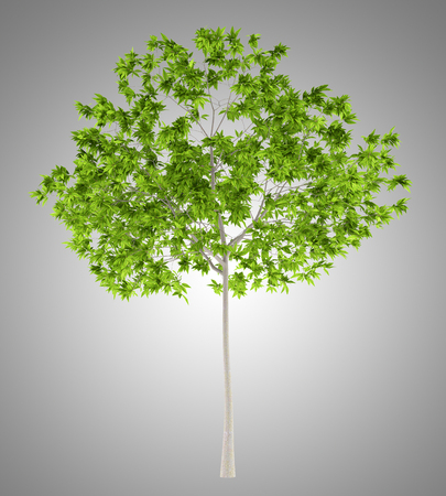 cherry tree isolated on gray background. 3d illustrationの写真素材