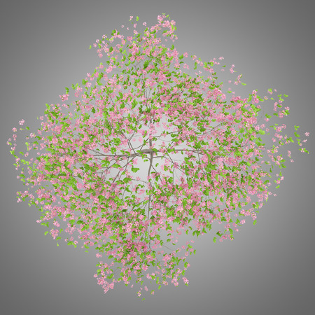 top view of flowering plum tree isolated on gray background. 3d illustrationの写真素材
