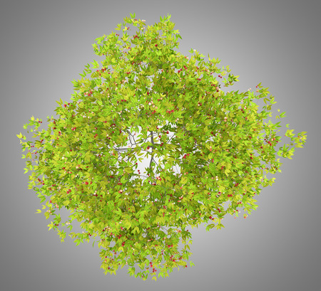 top view of cherry tree with cherries isolated on gray background. 3d illustrationの写真素材
