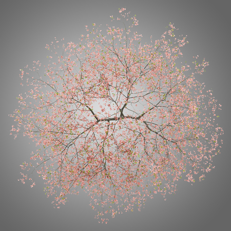 top view of flowering peach tree isolated on gray background. 3d illustrationの写真素材