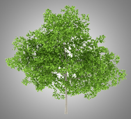 plum tree isolated on gray background. 3d illustrationの写真素材