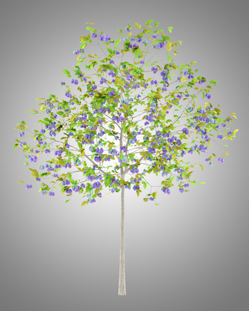plum tree with plums isolated on gray background. 3d illustrationの写真素材