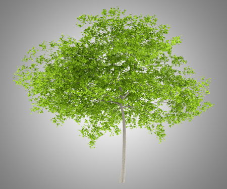 cherry tree isolated on gray background. 3d illustrationの写真素材