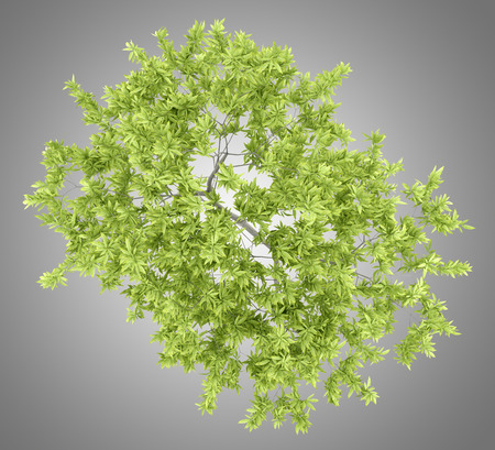 top view of peach tree isolated on gray background. 3d illustrationの写真素材