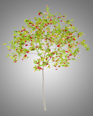 cherry tree with cherries isolated on gray background. 3d illustrationの写真素材