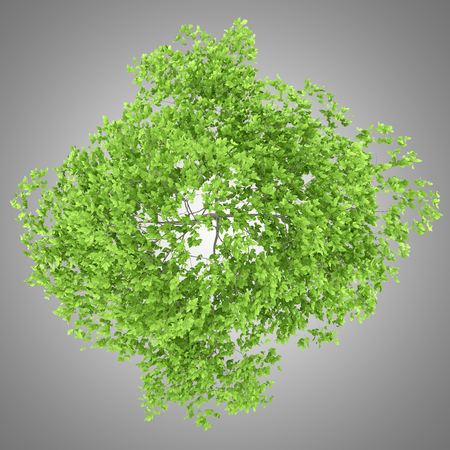 top view of plum tree isolated on gray background. 3d illustrationの写真素材