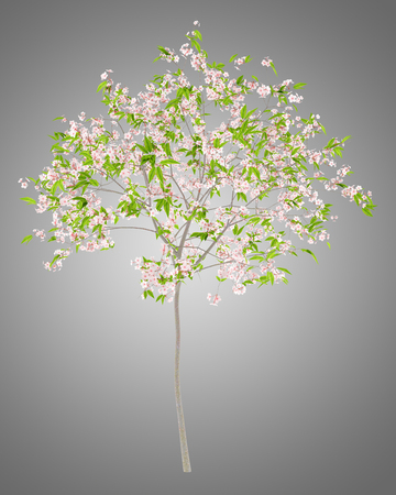 flowering cherry tree isolated on gray background. 3d illustrationの写真素材