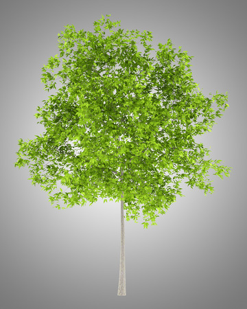 cherry tree isolated on gray background. 3d illustrationの写真素材