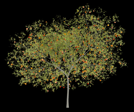 peach tree with peaches isolated on black background. 3d illustrationの写真素材
