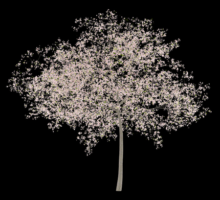 flowering cherry tree isolated on black background. 3d illustrationの写真素材