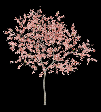 flowering peach tree isolated on black background. 3d illustrationの写真素材