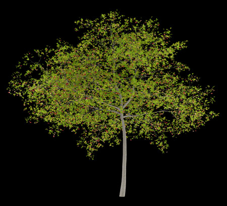 cherry tree with cherries isolated on black background. 3d illustrationの写真素材