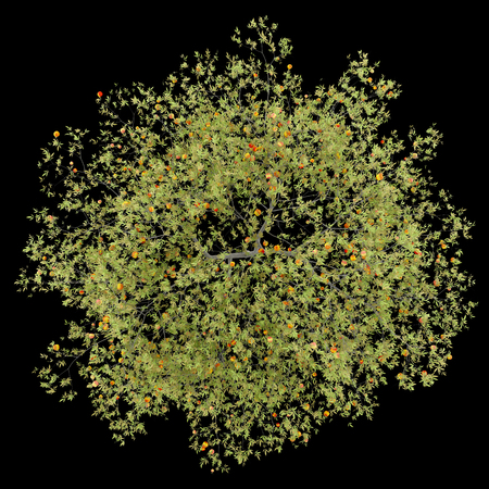 top view of peach tree with peaches isolated on black background. 3d illustrationの写真素材