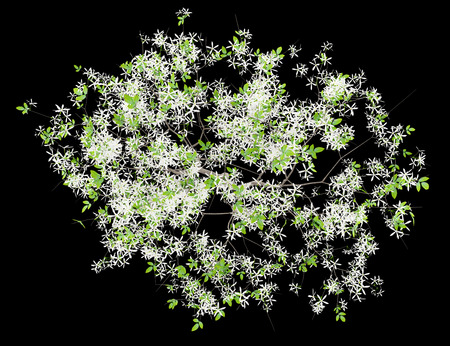 top view of flowering lemon tree isolated on black background. 3d illustrationの写真素材