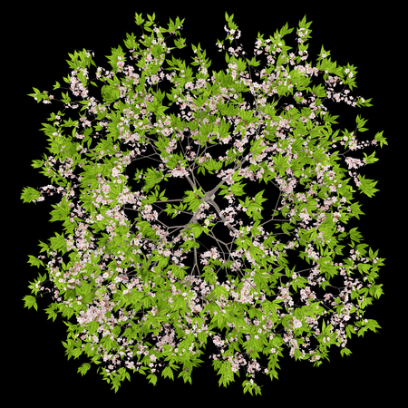 top view of flowering cherry tree isolated on black background. 3d illustrationの写真素材
