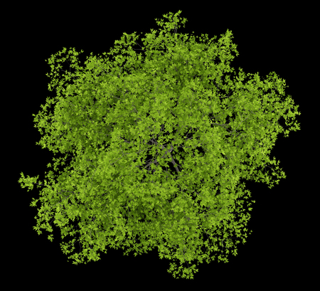 top view of cherry tree isolated on black background. 3d illustrationの写真素材