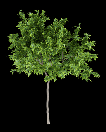 lemon tree isolated on black background. 3d illustrationの写真素材